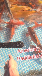 308K views · 5.1K reactions | How cool are these American Paddlefish?! #paddlefish #fish #aquarium #fishing #pond #koi #reels | Ohio Fish Rescue | Facebook