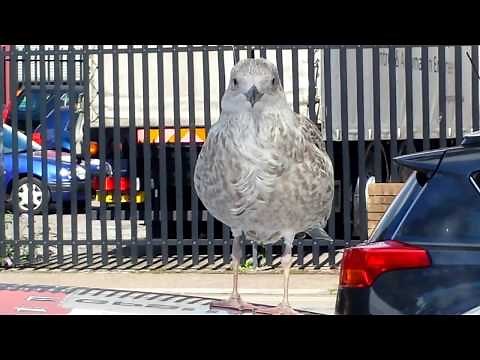 Young Seagull 'calls out'