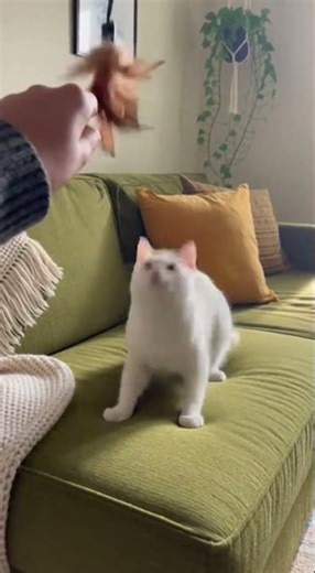 cat funny momment part: 10 #idiot #idiocracy #cats #cat #funny #memes #jokes #catlovers #funnymemes