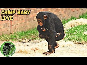 Chimpanzee Teaches Daughter How To Care For Her Baby Brother