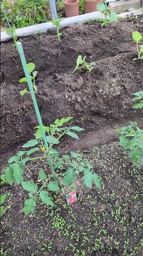屋上家庭菜園、ミニトマトとキウリ、カリモリの苗を植えてみました。カリモリは上へはわせます。実験。