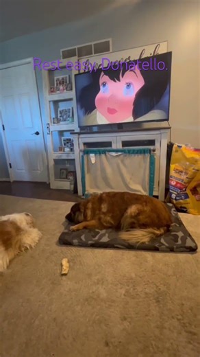 All Dogs Go To Heaven ending hits every time. #tmndoggos #missyou #donatello #bestpupever