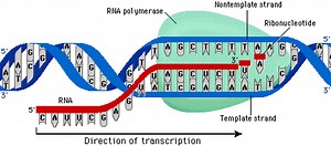 DNA & The Central Dogma