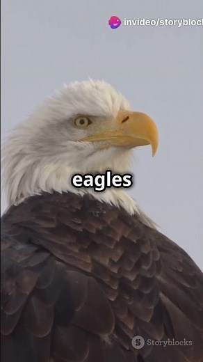 Incredible Facts About the Bald Eagle!
