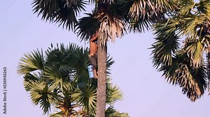 Toddy tapper climbing down a palm tree after harvested palm sap Stock Video