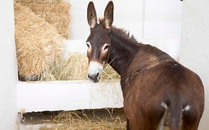 What is MuleSoft and Anypoint Platform Capabilities and Strengths