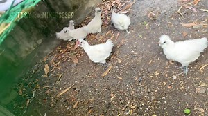 533 reactions · 16 shares | Australian RedClaw Crayfish Grow-out...