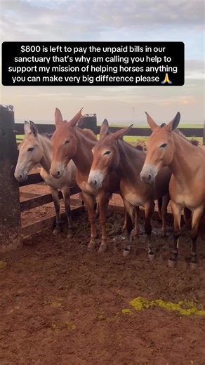 Please consider donating any amount to support my mission of helping horses please 🙏