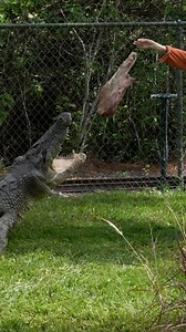 Saltwater crocs have the strongest bite of any animal 🤓 | Furry Tails