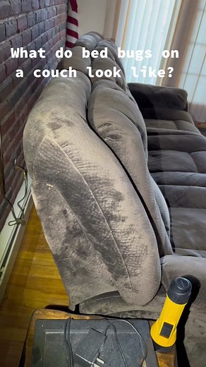 What do bed bugs on a couch look like? Today we did an inspection to find out how far the bed bugs spread in this 3 bedroom house. (Goosey found multiple hot spots) #bedbug #bedbuginspection #bedbugs #bedbugcasings