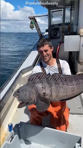 The Fish That Can Crush a Coke Can! 😱 Wolf Eel Fish