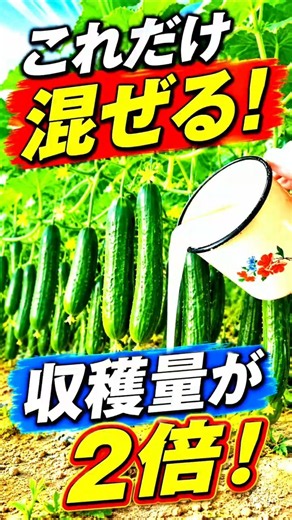 [How to Grow Cucumbers] Amazing Harvest Overnight! The Secret Trick to Exploding Your Cucumber Yi...