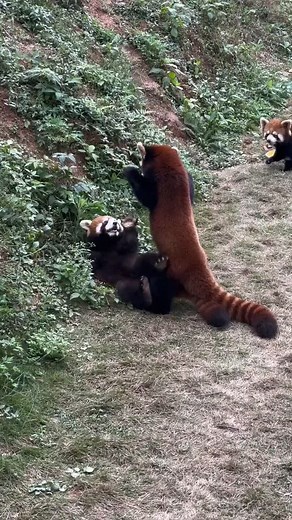 Red Panda Fighting | Angry Santa Claus Warning