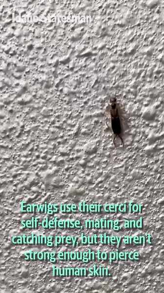 Earwigs in your home may seem scary, but they’re not all bad