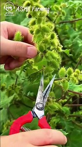 Picking Cockleburs for Pure ASMR | Ultra Vivid Natural Sounds #asmr #asmragriculture #asmrsounds