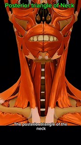 Posterior triangle of the neck #neck #anatomy 🔺 | Dr. Ishtiaque Arafat