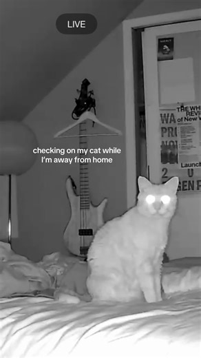 Exploring Santa's Night Vision and Cat Mysteries