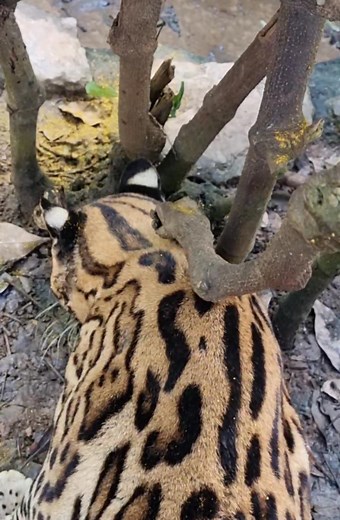 Enrichment for Ocelot 🐆 This ocelot enjoyed an olfactory or scent enrichment activity provided to him by his caregivers at the Zoo. Here, spices were sprinkled in it's enclosure. The ocelot was fully engaged in this activity! This type of animal enrichment is one of the many ways the Zoo encourages the natural behaviours of these cats. This activity is part of the ongoing Animal Enrichment Programme at the Emperor Valley Zoo. #Animalenrichment #Ocelot #Emperorvalleyzoo | Emperor Valley Zoo