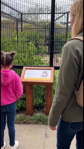 Adorable Me. Owl: A Funny Cat Video