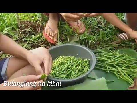 BUHAY PROBINSYA | BULANGLANG NA KIBAL AT BINANGING HAWOT NG BATANGAS