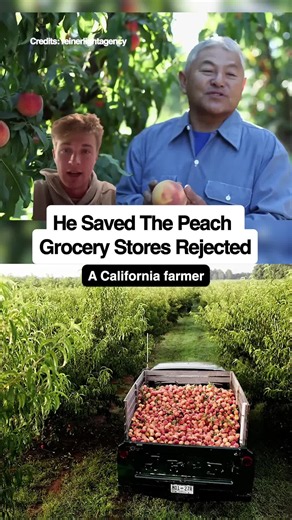 Best tasting peach in America: farmer refuses to bulldoze tree