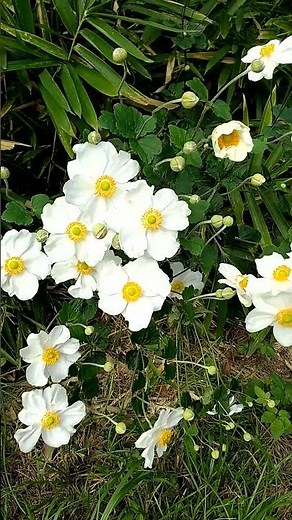 【秋に咲く花】シュウメイギク 秋明菊 #shorts ＃秋の花＃シュウメイギク＃水元公園