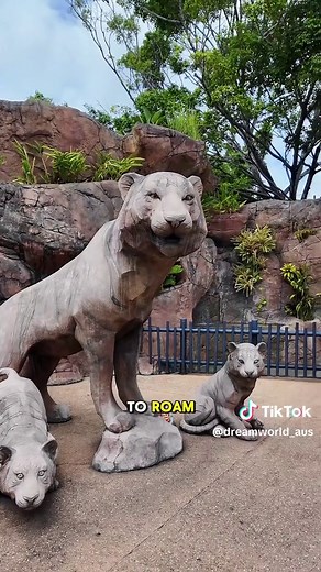 Experience Tigers Up Close at Dreamworld's Tiger Island