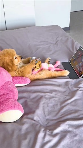 This is Bobo and his favorite thing to do is watch cartoons! 📺❤️ Watch the full video: https://bit.ly/4icGE7k | The Woof World