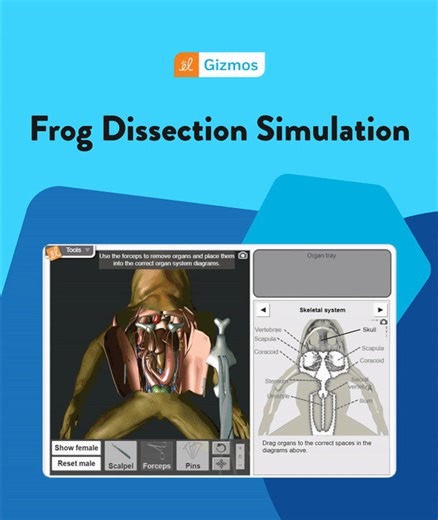 Frog dissection is now more cost-efficient and time-efficient than ever before with our virtual simulation.🐸 Learn more: https://bit.ly/4044ASE | ExploreLearning Gizmos