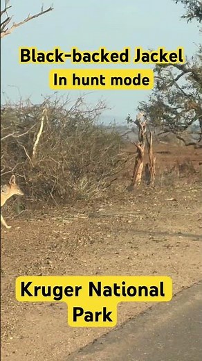 Hunt Mode: Black-backed jackal in Kruger National Park #wildlife #Jackel