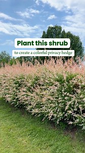 Tri-Color Dappled Willows have unique and colorful foliage that emerges as a rich pink. 🌿 This fast growing shrub quickly forms a hedge that’s great for creating borders and privacy. #fastgrowingtrees #landscaping #gardening #landscapingideas #gardenideas #tricolorwillow #willowtree #privacyhedge #privacytrees #hedge #gardendesign #gardening101 | Fast Growing Trees