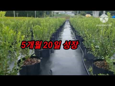 노지 메도우락 2000주. 2024. 4.8.전북 익산 함열 노지 식재.남산블루베리 재배컨설팅#메도우락.인디고 전문농원 #메도우락.인디고 특묘판매(010 8895 4161)