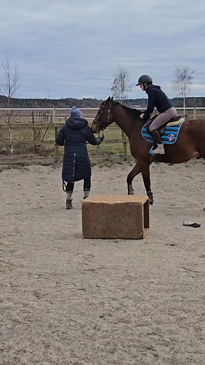 Han fick gå lite längre med ryttare på ryggen. Hon testade även att röra mer på sig i sadeln, rida lätt. 🤎 | Jennie Haraldson