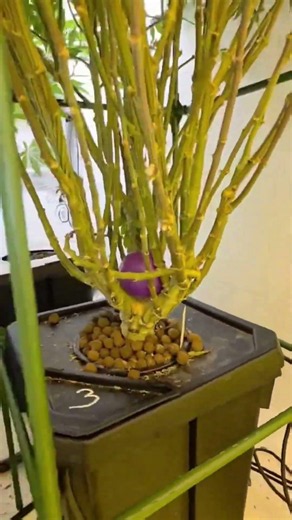 44-inch outdoor clone vs. crazy indoor hydro mother plant! 🌧️🧬 #shorts #outdoorgrow #hydroponics