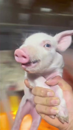 鲁米开心的飞起来#kpopdemonhunters #cosplay #huntrix