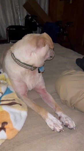 I’m up for adoption! #livingonafarm #dog #shorts #funny