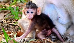 Super charming newborn baby Pebbles learn walk to find her sister | Monkey Mister