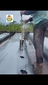 Uite aici cum se perforează folia de mulcire înainte de plantare #gradina #gradinarit #reels | Micul Grădinar