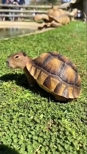 The Cute Capybara-Turtle: What Capybara-Turtle Crossbreeding Looks Like