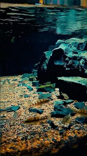 how to make big best aquarium setup for home? prime time aquatics beginner guide to biotope aquarium