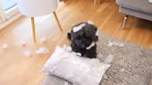 Cute dog has torn up a pillow and looks guiltily up into the camera