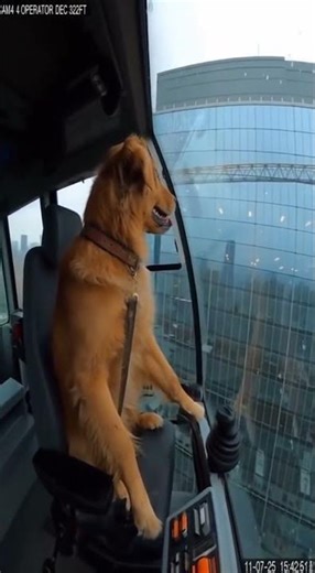 Workers, crane operators, compensation #funny