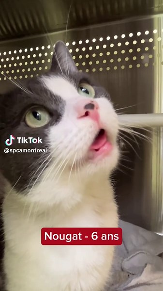 Adoption à frais réduits : tous les chats adultes !