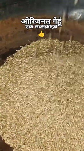 खेत में किसान की मेहनत 🔥 🔥
