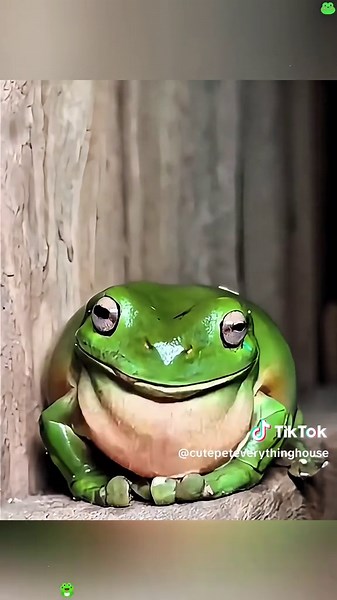 Funny Frog Call Compilation: Nature's Laughter