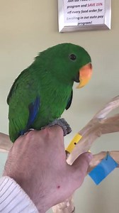 8.7K views · 243 reactions | Last male eclectus we have left. Very beautiful bird. Will make someone an amazing companion! #eclectus #exoticpetbirdsinc | Exotic Pet Birds, Inc. | Facebook