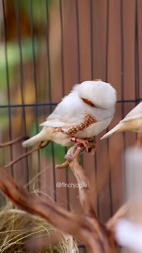 A calm little Zebra Finch preening its feathers on a quiet perch. The soft colors and gentle movement create a peaceful moment that is relaxing to watch. A simple look at the beauty of finches. #ZebraFinch #FinchVideo #AviaryLife #BirdKeeping #HighCPMVideo | Indra Prihantoro
