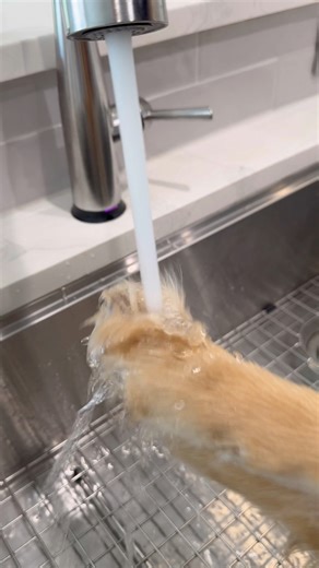 He couldn’t wait to wash the filth off of his paws. #dog #goldenretriever | Aguyandagolden