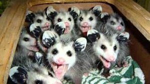 SHALLOW END OF THE GENE POOL Lyrics - AUSTIN LOUNGE LIZARDS | eLyrics.net