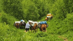 Pack Horses Carrying Luggage On Their 库存影片视频（100% 免版税）1107376567 | Shutterstock
